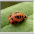 Marienkaeferpuppe - Harmonia axyridis 02.jpg